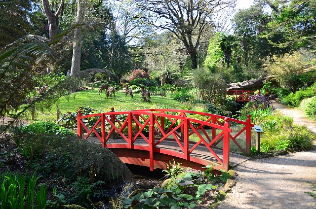 13 04 14_2912.JPG - ABBOTSBURY TROPICAL GARDENS, DORSET - 13.4.14